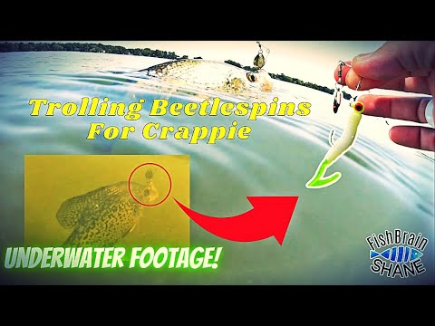 Trolling Beetlespin + Jig & Plastic = BIG CRAPPIE 👀 (Southern Slab Crappie  Plastics 👍🏼) 