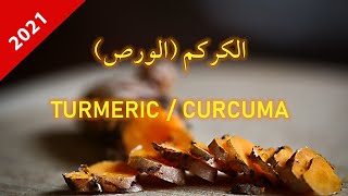 Curcuma      فوائد عظيمة للكركم واستخدامه في الطب البديل