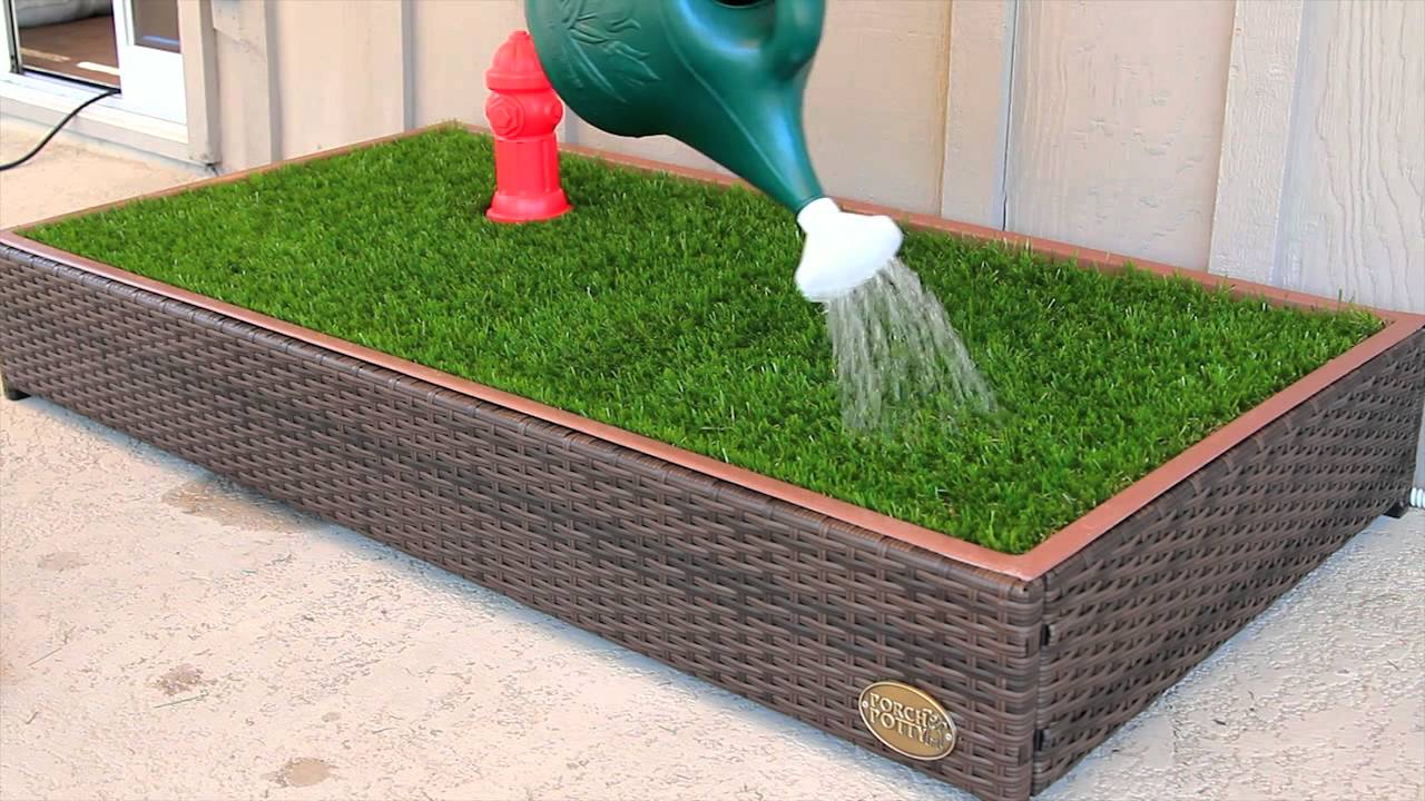 grass patch for dogs in apartments