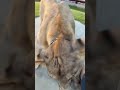 الاسد يريني انيابه #hyena #animals #hyenas