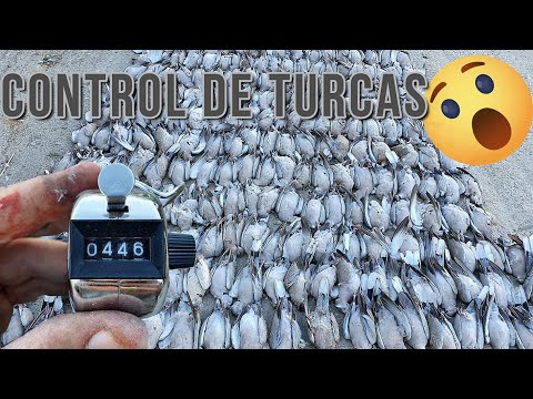 Video: ¿Las urracas matan palomas?