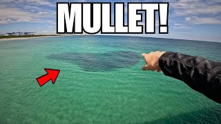 FLORIDA MULLET RUN!