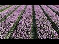 4K Drone Tour of Holland’s Iconic Tulip Fields | Flevoland Beauty