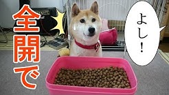 柴犬小春kohachannel Youtube 柴犬小春kohachannel Youtube