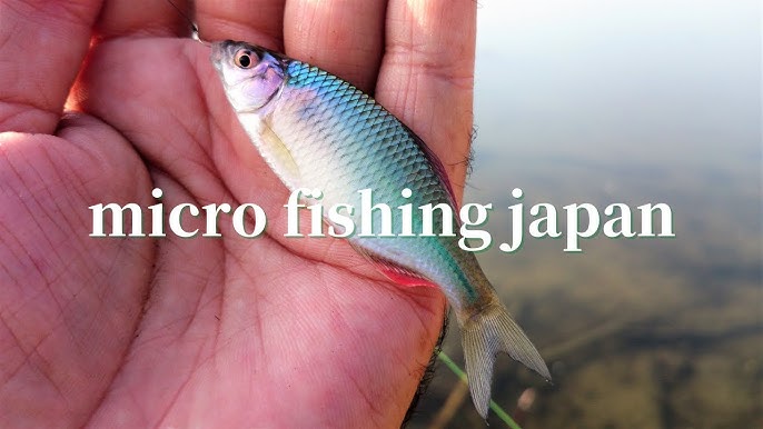 TANAGO micro fishing with Cane pole 