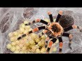 Mother Tarantula Spider Laying To 50- 2000 Eggs
