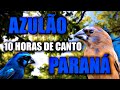 Azulão encarte com intervalo de 5 minutos canto paraná #PássaroseCantosOficial