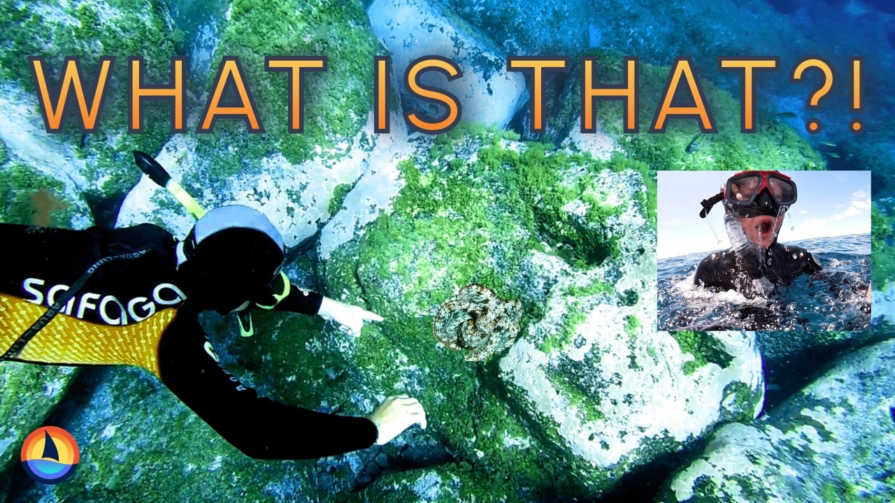 ⁣We Thought the Best Diving Was Offshore...We Were Wrong! | La Restinga | Ep69