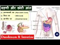 13.Small Intestine and Dudenum ग्रहणी और छोटी आंत by Nitin Sir STUDY 91