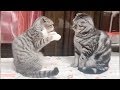 CAT BOXING - Impossible TRY NOT TO LAUGH compilation