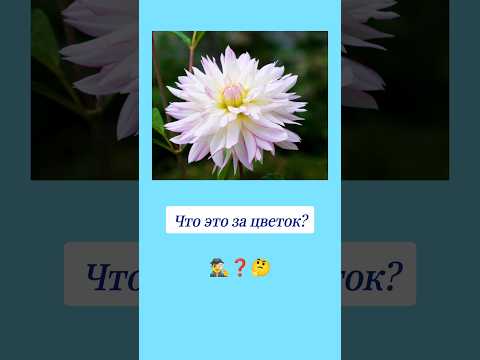 Как называется этот цветок? 🤔 #вопросы #цветы #эрудиция #эрудитплюс