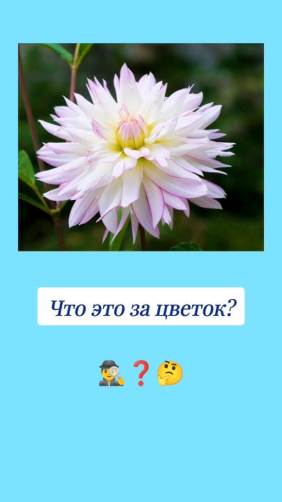 Как называется этот цветок? 🤔 #вопросы #цветы #эрудиция #эрудитплюс ...