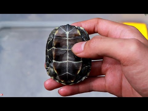 Video Video cuối cùng | Rùa đá Chinese Pond | giới thiệu -... - youtube