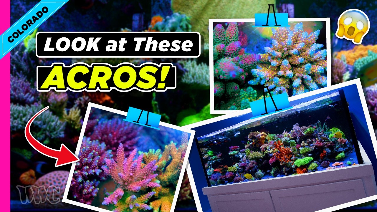 Inside an Incredible 8-Foot SPS Reef | Massive Acropora & Reef Keeping Secrets