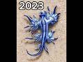 Blue Sea Dragon 2023 Vs 5000bce Shorts