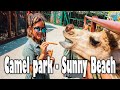 Cammel Park -  Sunny Beach 2020 with Gaby vs Alice