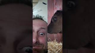 İbrahim Murat Koman - Tiktok