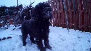 Portuguese Water Dog - Playing in Snow +Shar Pei | Cão de Água Português