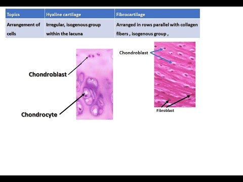 Video: Perbedaan Antara Fibrocartilage Dan Hyaline Cartilage