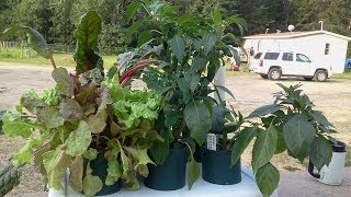 The Pop Bottle Garden I Built Last Year Went Crazy! Can I Kick It Up A Notch? I Think So!