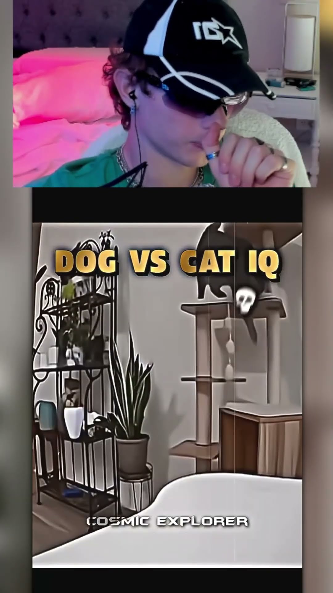 PERROS vs GATOS IQ?