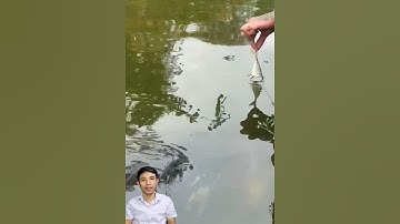 Cận cảnh cá khổng lồ nước ngọt #cakhonglo #docla #thuthach