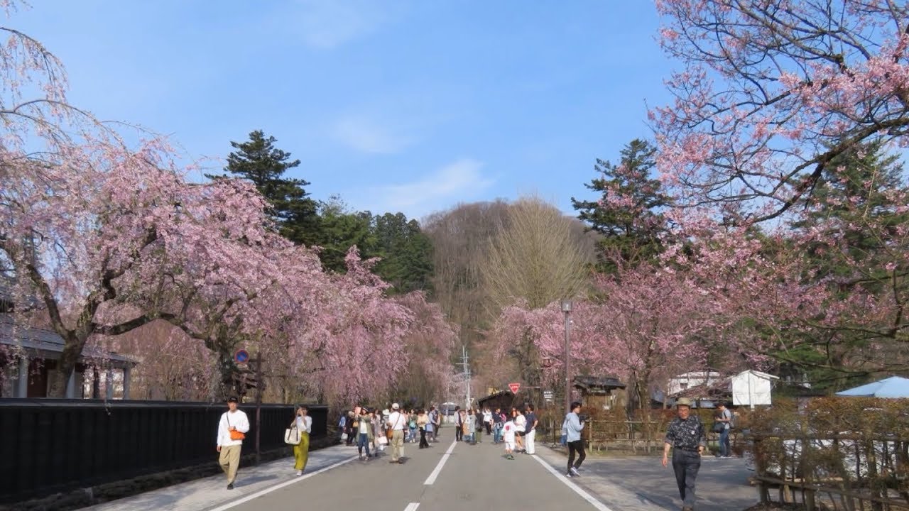日本 東北 角館櫻花滿開盛岡城跡公園櫻吹雪 Youtube