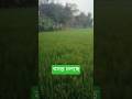 বসন্ত কাল চলছে #dhaka #গ্রামবাংলা #বসন্তউৎসব #নরসিংদী #reels #travel #sohag-guru
