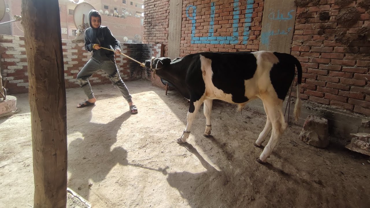 مش هتصدق 👀 عجل بيتفسّح فوق السطوح! 🐄#عجل#عجل_فوق_السطوح#مش_هتصدق#حصل_فعلاً#محتوى_مصري#ترند