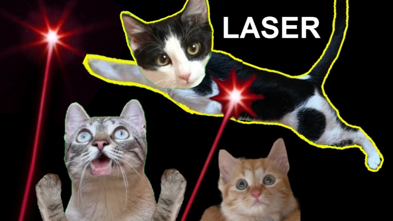 Gato vs laser con Luna y Estrella y los gatitos en la casa de acogida / Videos de juegos para gatos