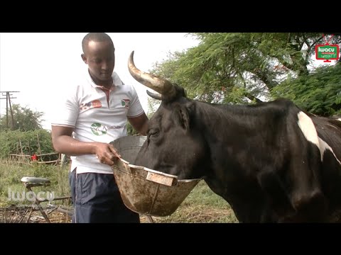 Vidéo: Comment Nommer Une Vache