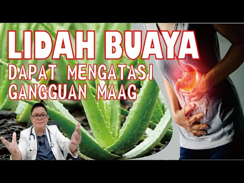 Video: Penuaian Lidah Buaya - Bagaimana Dan Bila Untuk Menuai Pokok Lidah Buaya