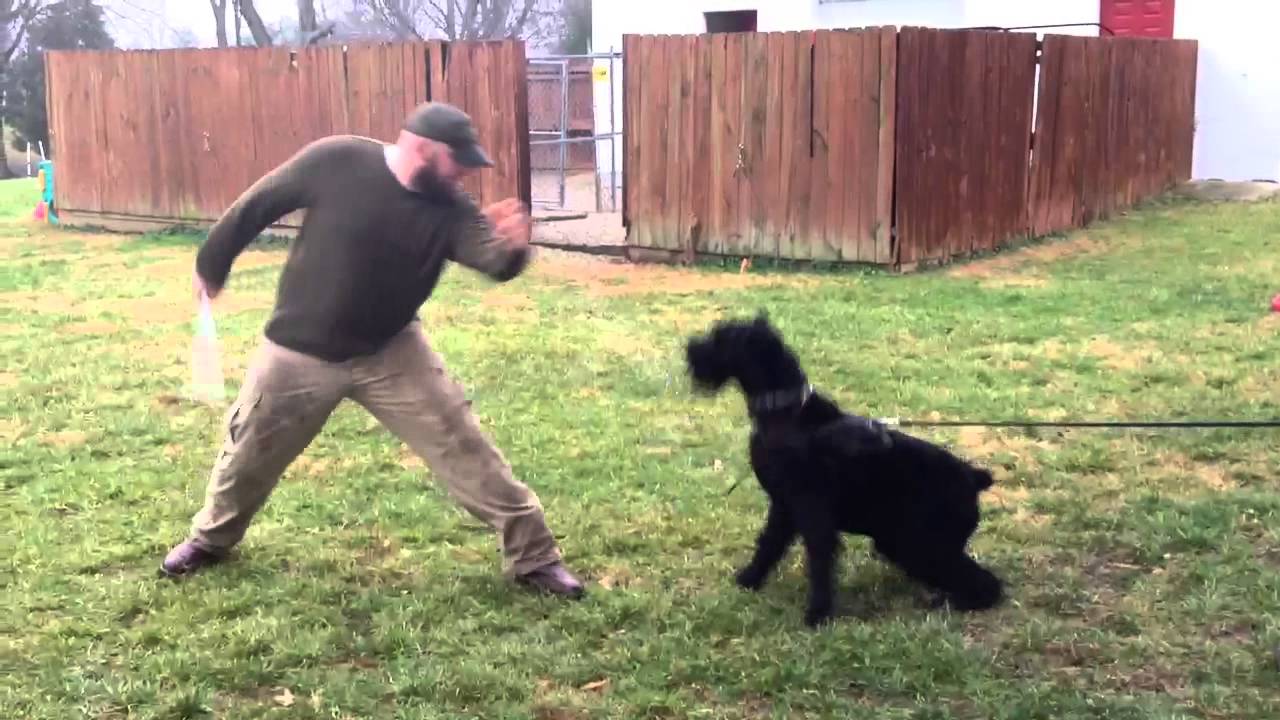 giant schnauzer guarding