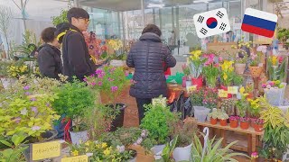 В цветочных теплицах в Корее. Готовимся к весне. Катя и Кюдэ/Южная Корея