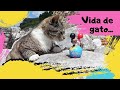 TURQUİA: Vida de gato em Antalya-Turkey...