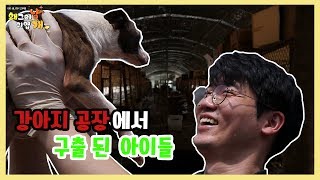 평생을 뜬 장에서만 살며 임신과 출산만 해온 아이들