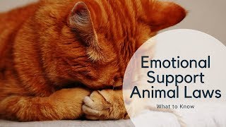 Emotional Support Animal Laws: Regulations on Allowing Service Animals