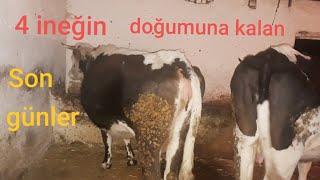 İneklerin Doğum Süreleri Çok Azaldı Ğum