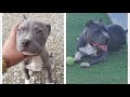 Pitbull Transformation 1 month to 1 year|| 2 months to 1 year transformation || Must watch