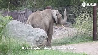 10 Worst Zoos For Elephants - Omahas Henry Doorly Zoo & Aquarium