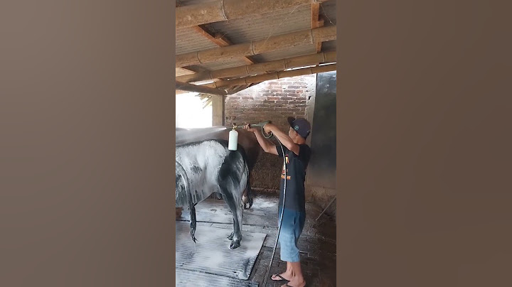 SAPI BELGIAN BLUE SUPERR