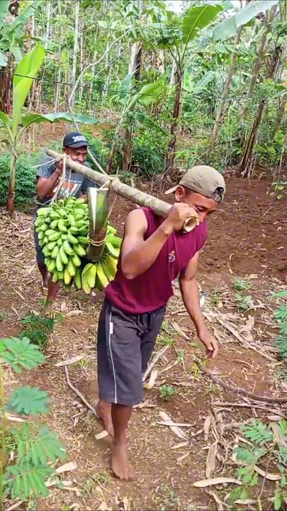 Panen pisang Ambon jumbo