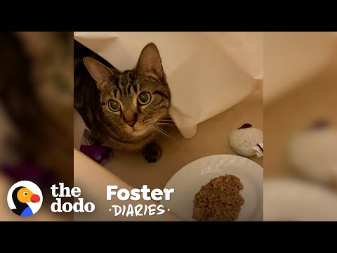 Scared Cat Slowly Warms Up To Foster Dad | The Dodo Foster Diaries