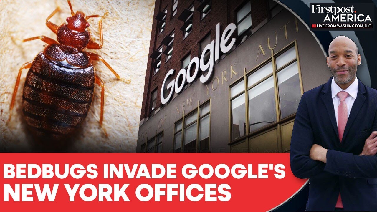 Клопы проникли в офисы Google в Нью-Йорке, сотрудникам велено оставаться дома | Firstpost America...
