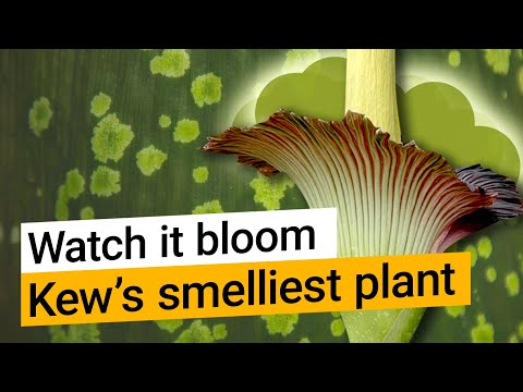 Titan arum: Watch Kew’s smelliest plant bloom
