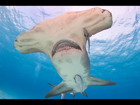 वीडियो: क्या हैमरहेड शार्क आपको काटेगी?