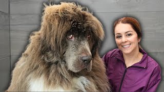 Four hours of blood, sweat and tears  Not AGAIN!  | Newfoundland dog