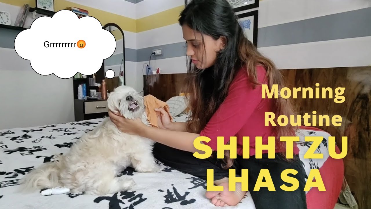 SHIH TZU  AND LHASA APSO DOG | MONSOON MORNING ROUTINE | DOG VLOG |