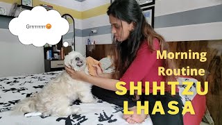 SHIH TZU  AND LHASA APSO DOG | MONSOON MORNING ROUTINE | DOG VLOG |