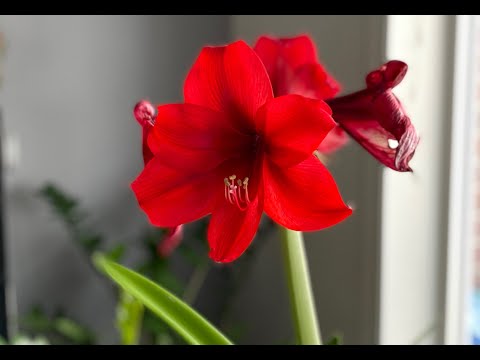 Amaryllis dead heading